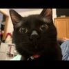 catkong511